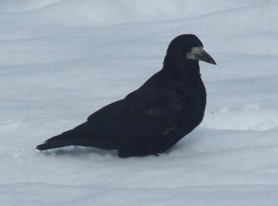 Прикрепленное изображение: pb55-2.jpg